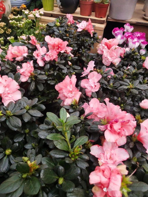 花語(yǔ)與機(jī)械交響曲——探訪現(xiàn)代花卉市場(chǎng)的科技魅力